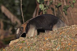 Northern tamandua (Tamandua mexicana)