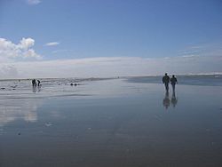 Ocean Shores clam digging