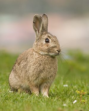 Oryctolagus cuniculus Tasmania 2