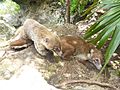 Pair of South American coatis