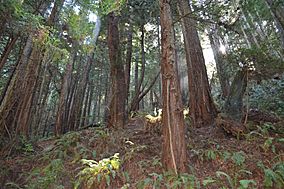 Purisima Creek Trail 5.JPG