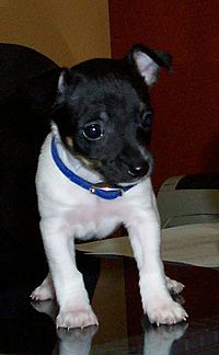 Rat terrier