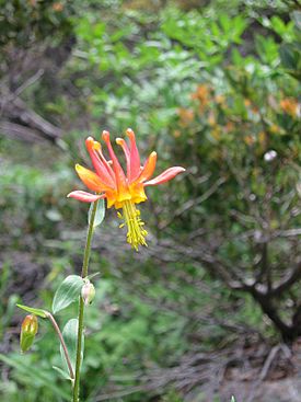 Red Columbine Castle Lake