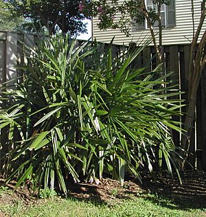 Rhapidophyllum Strongbad1982.jpg