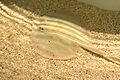 Round stingray reiman