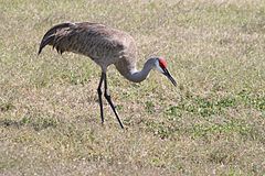 Sandhill Crane (1).jpg