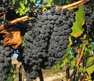 Sangiovese close up crop