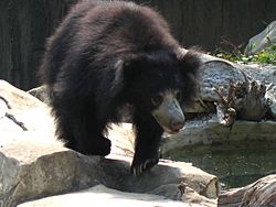 Sloth bear 1.jpg