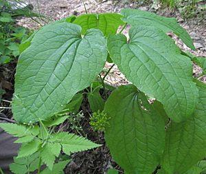 Smilax ecirrhata.jpg