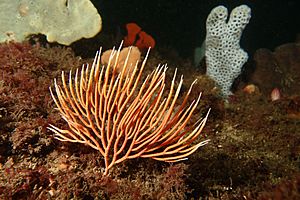 Southern sea fan