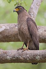 Spilornis cheela (Bandipur, 2008)