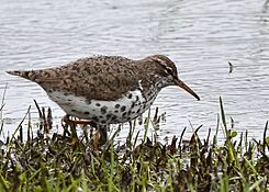 Spotted Sandpiper (8705161641)