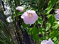 Swamp Rose Mallow