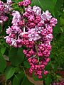 Syringa 'Paul Deschanel' 02