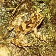 Taudactylus eungellensis 1.jpg