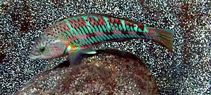 Thalassoma trilobatum by NPS.jpg