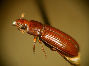 Tribolium castaneum87-300