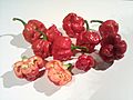 Trinidad Moruga Scorpion.jpg