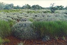 Triodia hummock grassland