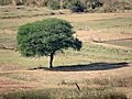 Vachellia nilotica