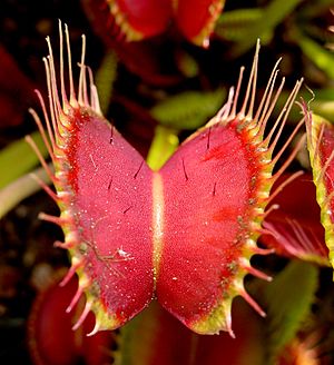 Venus Flytrap showing trigger hairs