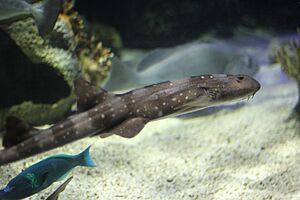 Whitespotted bamboo shark.jpg