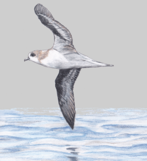 Zino's petrel sketch