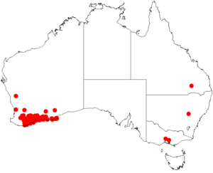 Acacia glaucopteraDistMap393.png