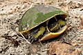 Adult Chicken Turtle laying eggs