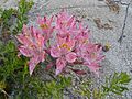 Alstroemeria garaventae.jpg