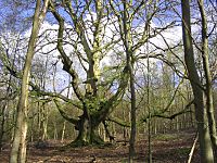 Ancient-pollarded-beech-savernake-2005-04-26