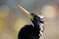 Anhinga portrait 0446