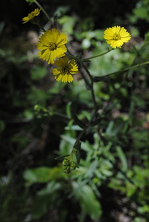 Anisocarpus madioides.jpg