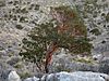 Arbutus xalapensis Guadalupe Peak.jpg