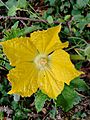 Ash Gourd flower vijayanrajapuram