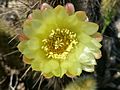 Bergerocactus emoryi 33820754