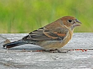 Blue Grosbeak female RWD2.jpg