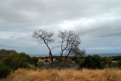 Bush in Western Australia