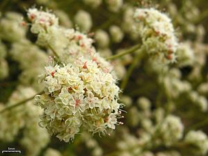 California Buckwheat (4776487540)