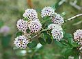 Ceanothus cuneatus1