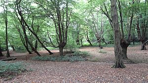 Chigwell Row Wood 4.JPG