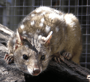 Chuditch at Caversham Wildlife Park.png