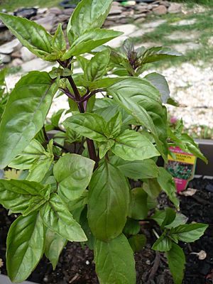 Cinnamon basil