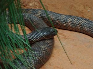 Collett's Snake.JPG