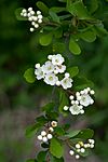 Crataegus spathulata.jpg