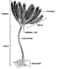 Crinoid anatomy