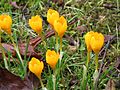 Crocus ancyrensis002