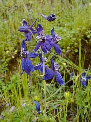 Delphinium hesperium.jpg