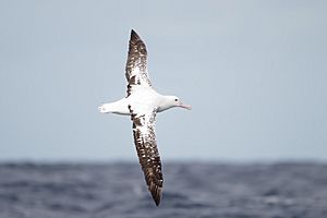 Diomedea gibsoni - SE Tasmania.jpg