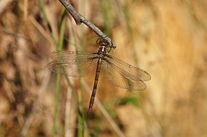 Dragonfly Austrocordulia refracta f Gippsland120117-4012.jpg